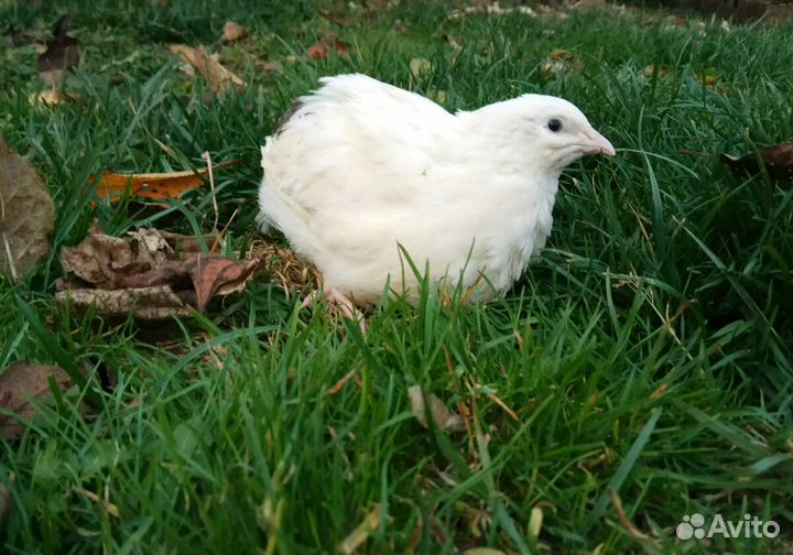 Живые перепела, яйцо инкубационное