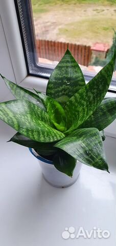 Сансевиерия щучий хвост