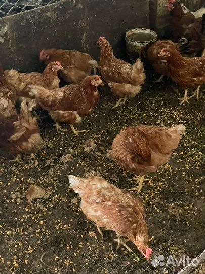 Курицы несушки 6 месяцев