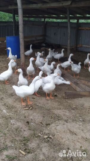 Утка домашняя мясо,домашние куриные яйца,карп рыба