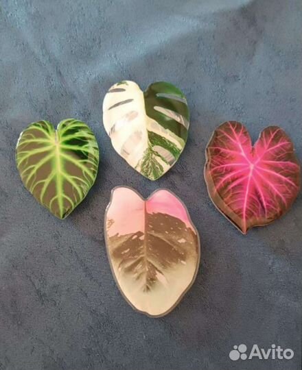 Держатель для телефона попсокет Филодендрон