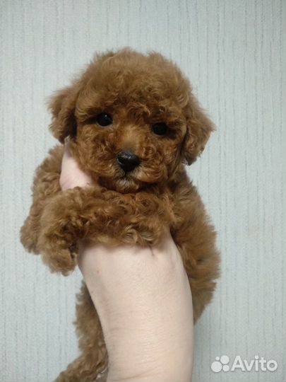 Щенки той пуделя