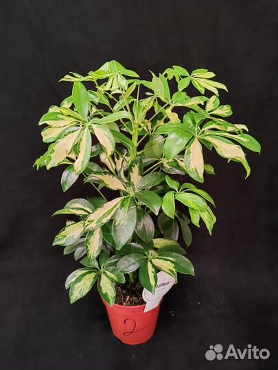 Шефлера герда 13/50