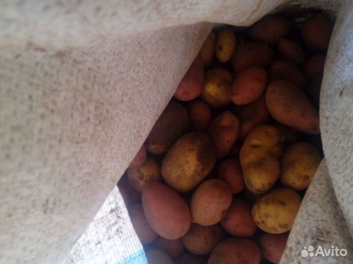 Картофель мелкий на корм