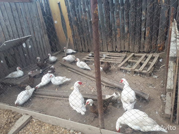 Продам утки