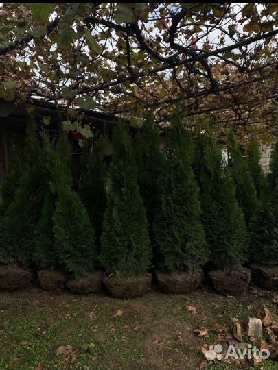 Туя смарагд