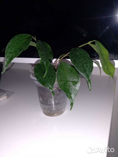 Монстера сциндапсус эпипремнум фикус