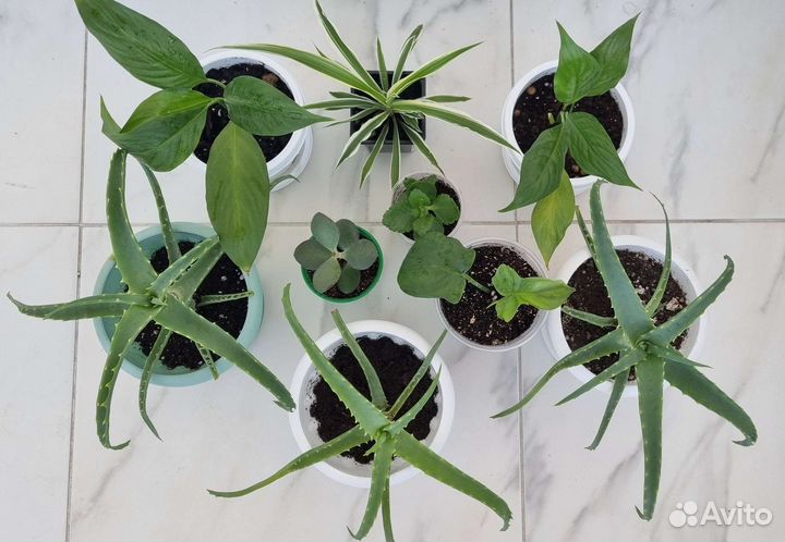 Комнатные цветы