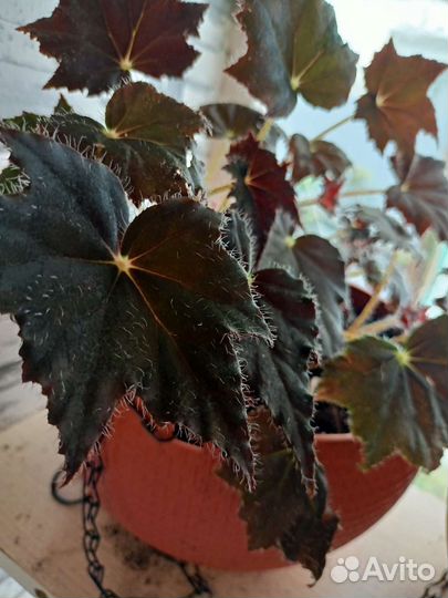 Бегонии, саженцы Гинкго Билоба, Цинеррария Серебро