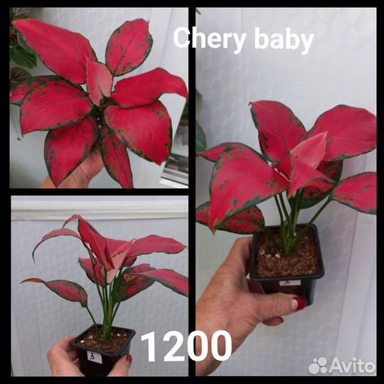 Аглоанемы, калатеи, диффенбахия