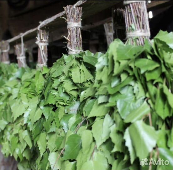 Веники для бани березовые