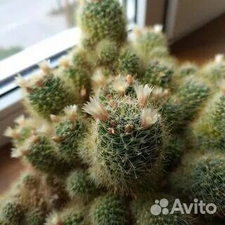 Кактусы и суккуленты