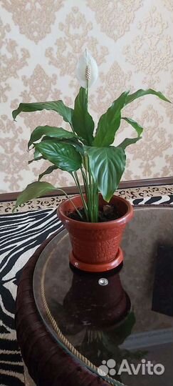 Женское счастье