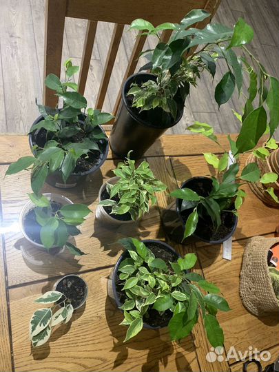 Фикусы разные