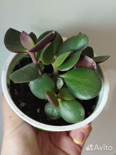 Толстянка (живое дерево)