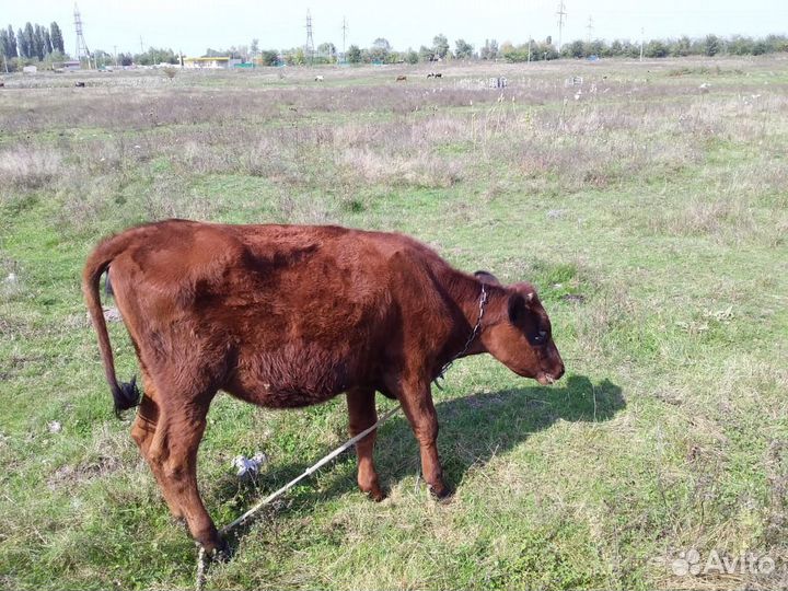 Коровы и телки