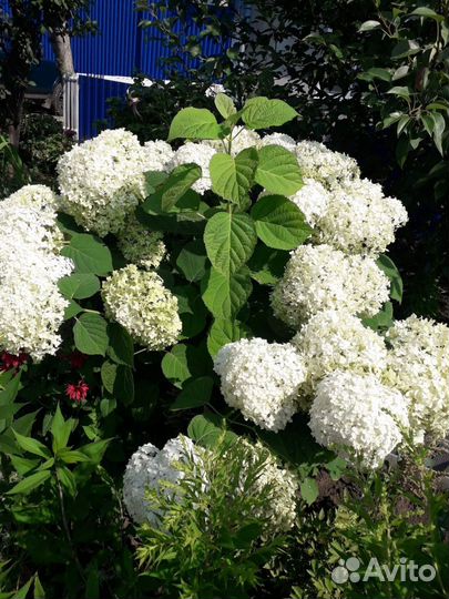 Цветы садовые многолетние