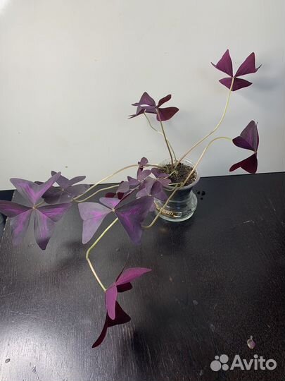 Кислица фиолетовая и шведский плющ