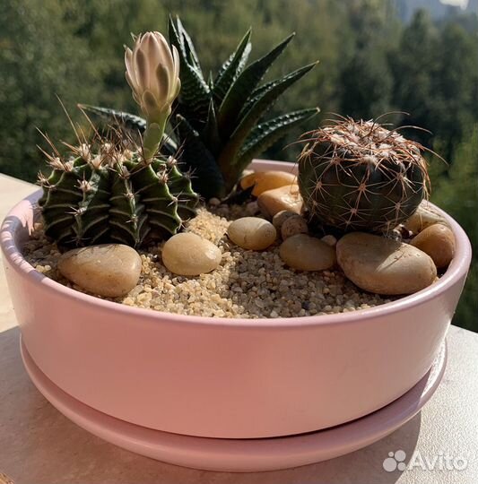 Композиция в розовом горшке, с цветущим кактусом