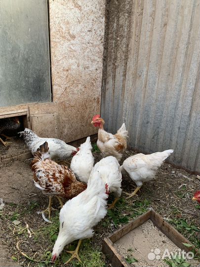 Молодые петухи