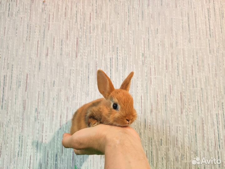 Мини карликовый кролик - добрый, ручной