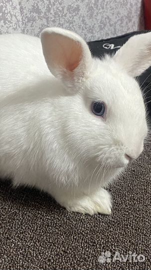 Декоративные кролики в добрые руки