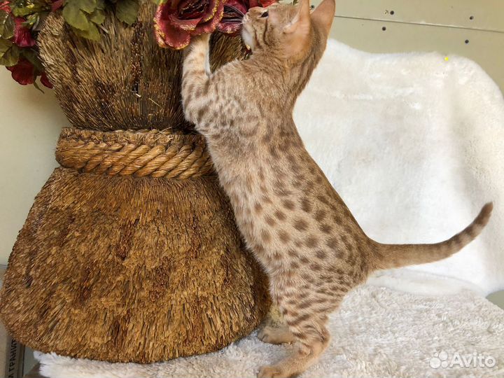 Красивейший котик Оцикет