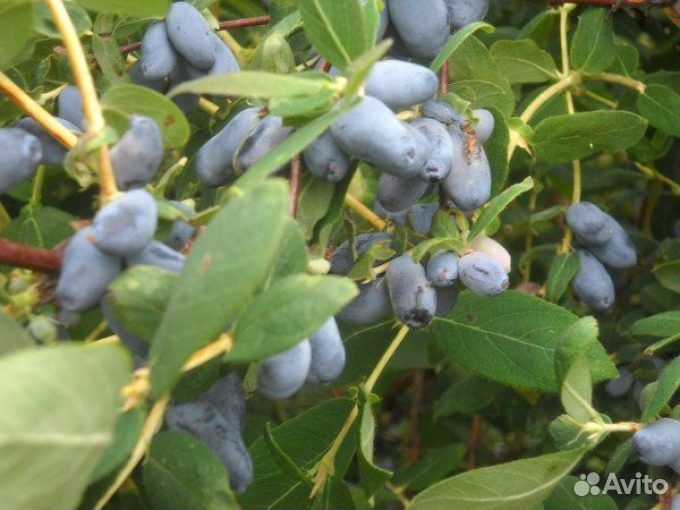 Саженцы малины, смородины, жимолости, боярки