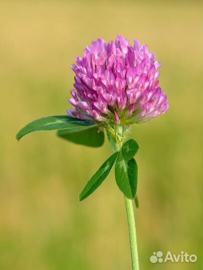 Семена клевера красного