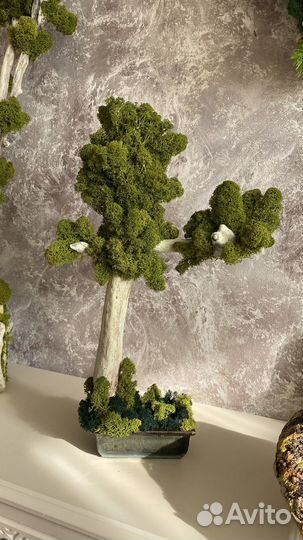 Дерево бонсай