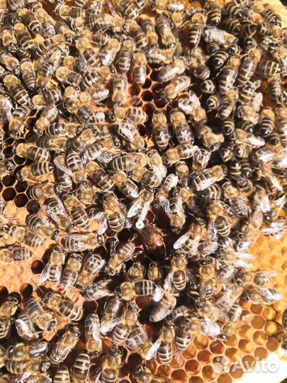 Пчелопакеты