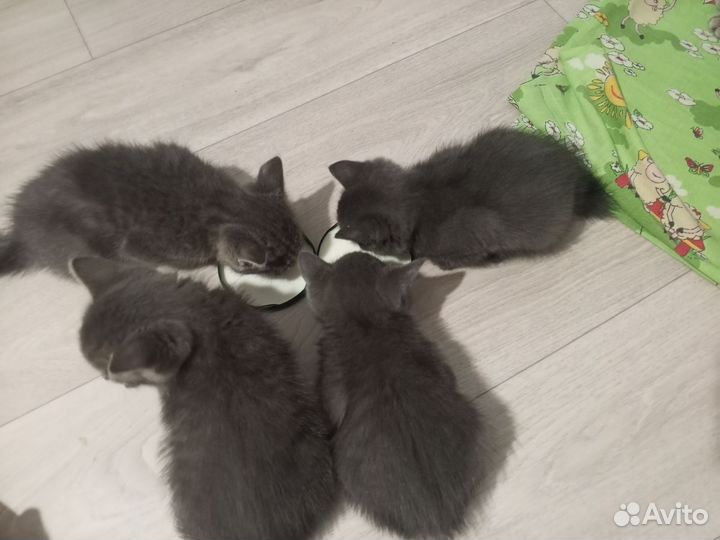 Котята в добрые руки