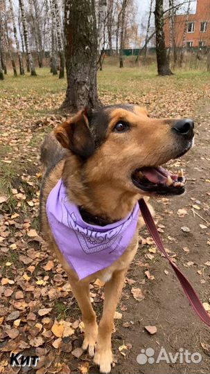 Собака в добрые руки отдам бесплатно