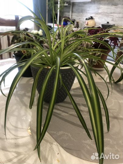 Комнатные цветы