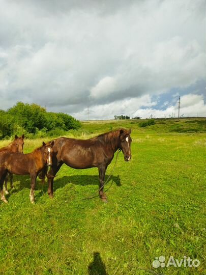 Лошадь кобыла