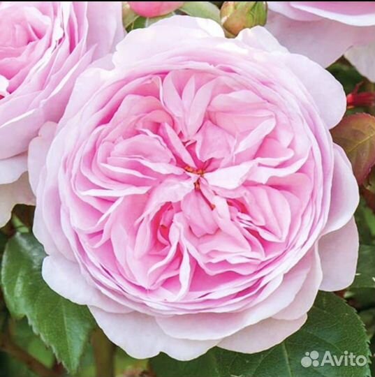 Роза Спирит Фридом