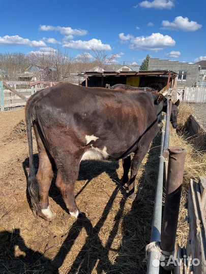 Корова дойная с теленком