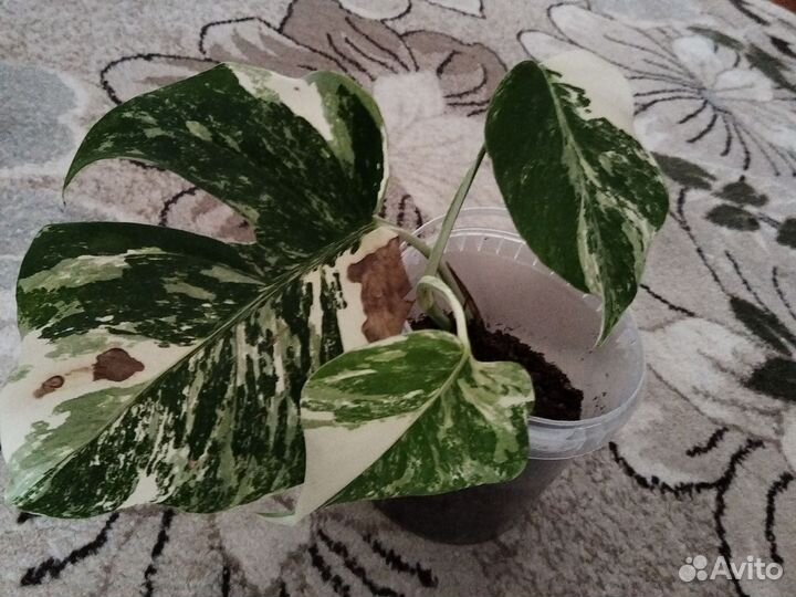 Монстера Альба вариегатная