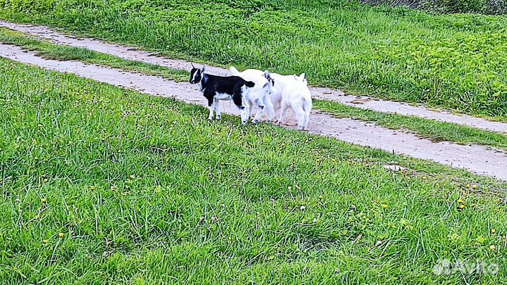 Козлята и козочка