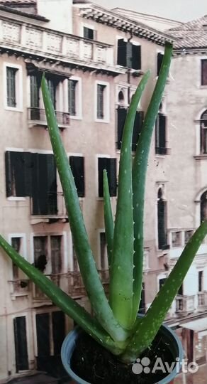 Алоэ вера растение