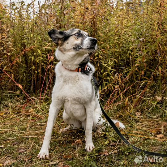 Душевная, спокойная собака ищет дом