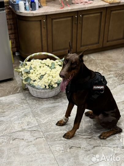 Доберман Вязка