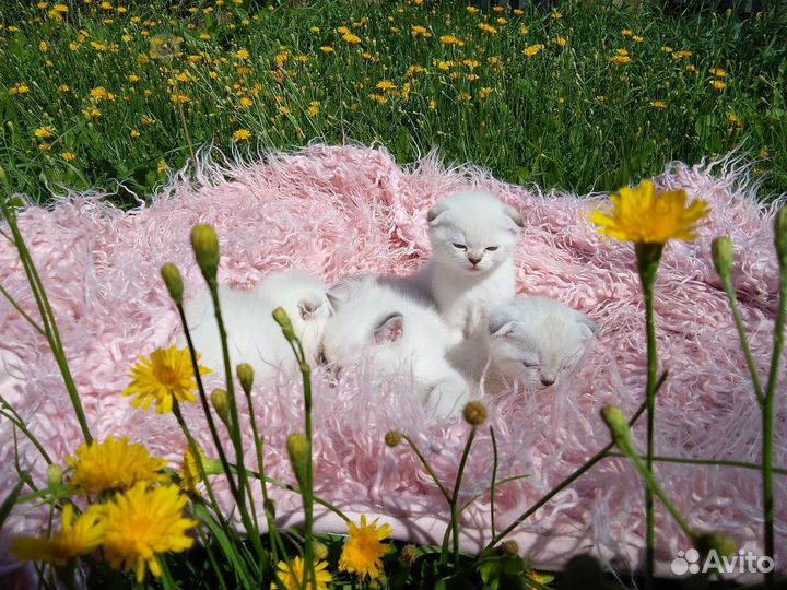 Котята золотая линкс поинт