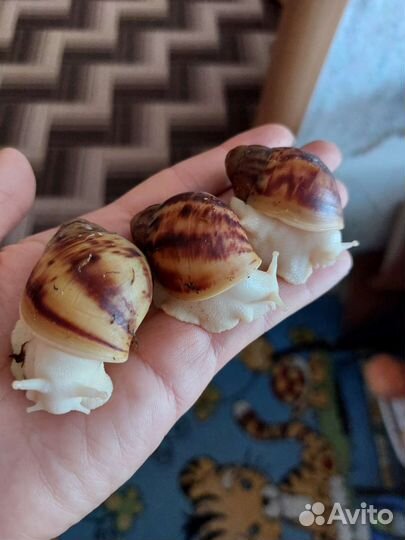 Улитка Архахатина Маргината Овум Альбина