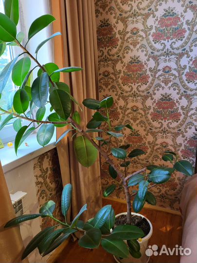 Комнатные цветы