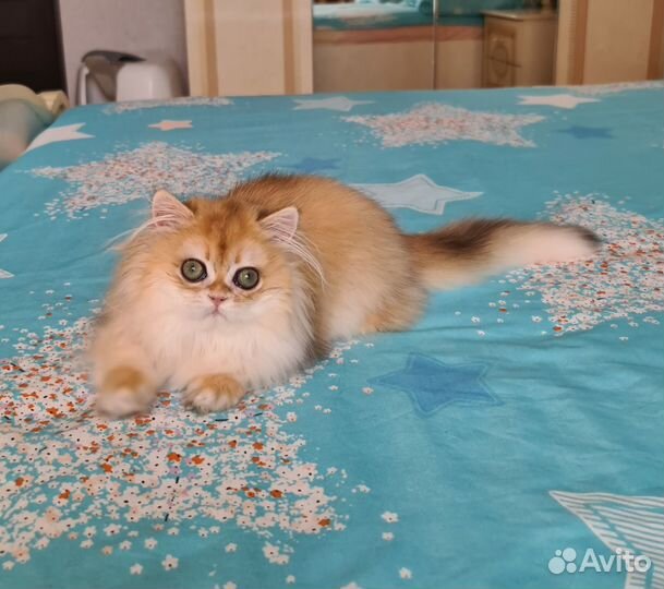 Кошечка Хаврошка