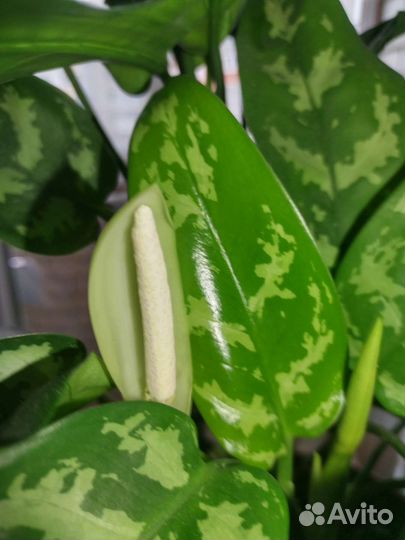 Фикус большой