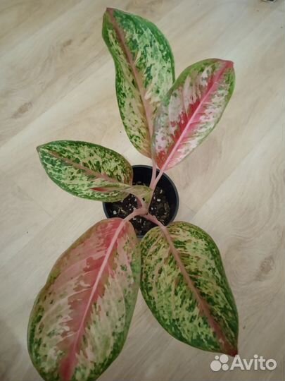 Аглаонемы сортовые
