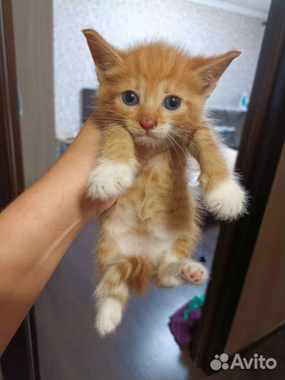 Три рыжих котёнка мальчика в добрые руки