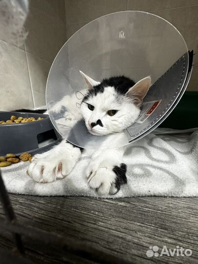 Кастрация/стерилизация кошек/собак